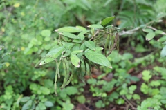 Ohwia caudata