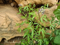 Fagonia cretica