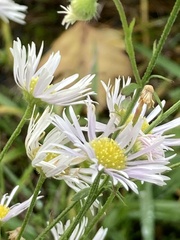 Erigeron annuus