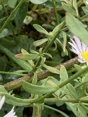 Erigeron annuus