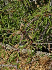 Prunus amygdalus