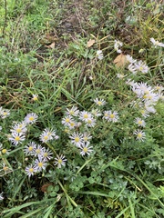 Erigeron annuus