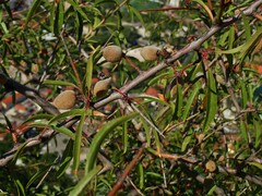 Prunus amygdalus