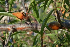 Prunus amygdalus