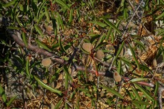 Prunus amygdalus