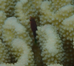 Pseudocheilinus hexataenia