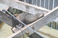 Arctocephalus forsteri