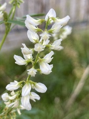 Melilotus albus