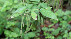 Ohwia caudata