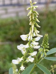 Melilotus albus