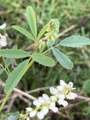 Melilotus albus