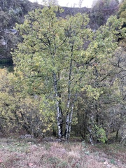 Quercus pyrenaica
