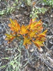 Alstroemeria ligtu simsii