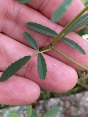 Melilotus albus