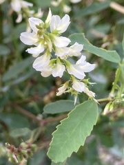 Melilotus albus