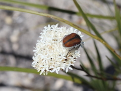 Corymbium villosum