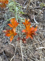 Alstroemeria ligtu simsii