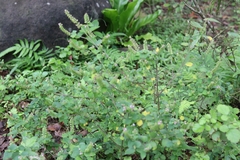 Mosla dianthera