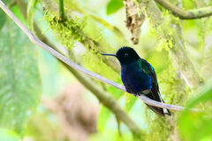 Boissonneaua jardini