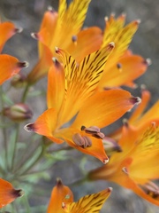 Alstroemeria ligtu simsii