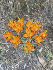 Alstroemeria ligtu simsii