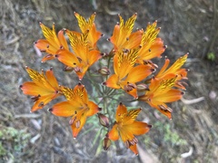 Alstroemeria ligtu simsii