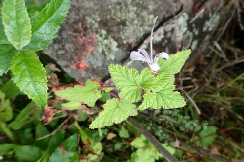 Image of Pelargonium dispar by no rights reserved