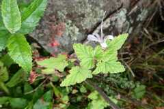 Pelargonium dispar