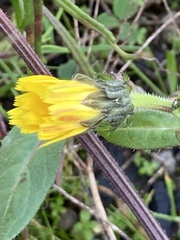 Picris hieracioides