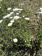 Leucanthemum vulgare