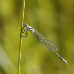 Austroagrion watsoni
