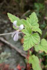 Pelargonium dispar