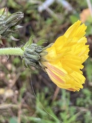 Picris hieracioides