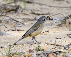 Pachycephala fuliginosa