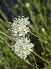Cephalaria