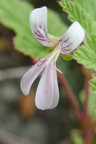 Image of Pelargonium dispar by no rights reserved