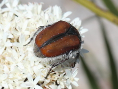 Trichostetha capensis