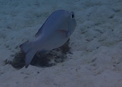 Monotaxis grandoculis