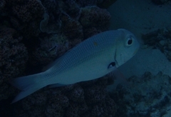 Monotaxis grandoculis