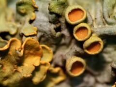 Xanthoria parietina