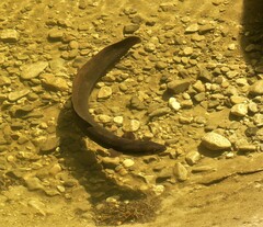 Anguilla dieffenbachii