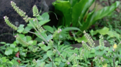 Mosla dianthera
