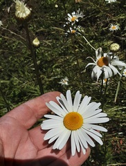 Leucanthemum vulgare