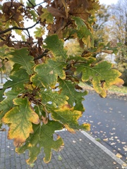 Quercus robur