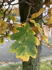 Quercus robur