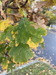 Quercus robur