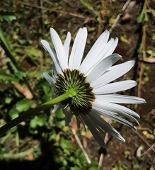 Leucanthemum vulgare