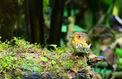 Grallaricula flavirostris