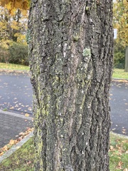 Quercus robur