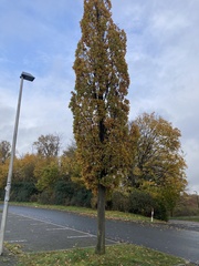 Quercus robur